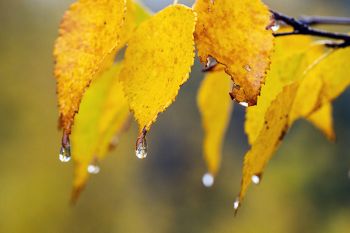 Raindrops freezing near Needles Highway.