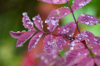 Water droplets freezing at Custer State Park.