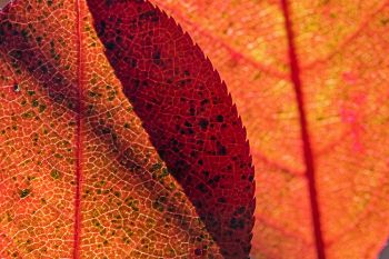 Leaf detail at Big Sioux Recreation Area.