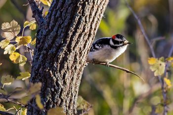 Downy woodpecker at Big Sioux Recreation Area.