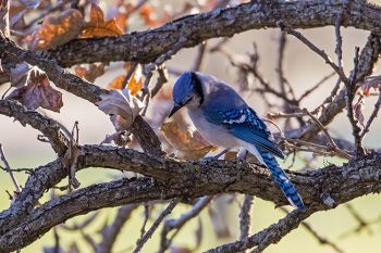 Blue jay at Big Sioux Recreation Area.
