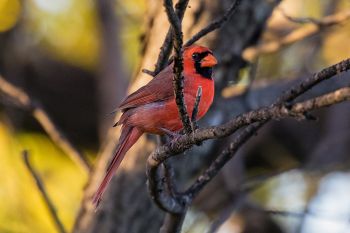 Northern cardinal at Big Sioux Recreation Area.