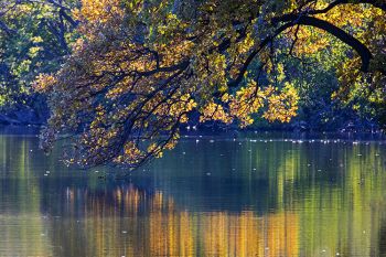 Autumn arch reflected along the Luce hiking trail at Lake Herman State Park near Madison.