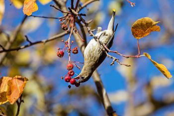 Cedar waxwing determined to get that perfect red treat at Lake Herman State Park.