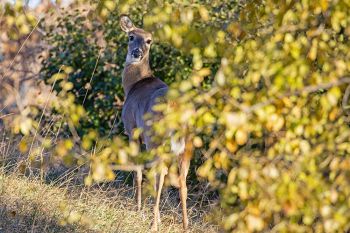 A whitetail doe along the James River road near Milltown.