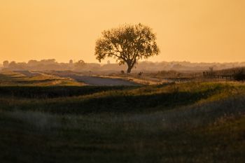A lone tree with harvest haze at sunset south of Bridgewater.