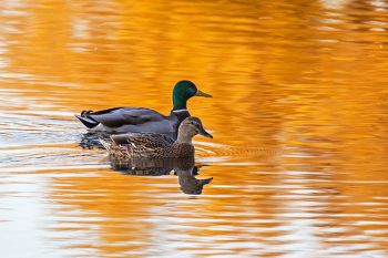 A mallard pair on Covell Lake in Sioux Falls.