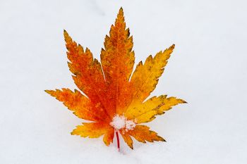 A fallen leaf on the season’s first snow at Terrace Park in Sioux Falls.