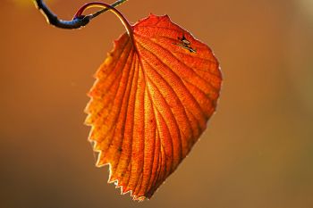 Autumn leaf detail at the Japanese Gardens of Terrace Park in Sioux Falls.