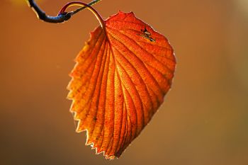 Autumn leaf detail at the Japanese Gardens of Terrace Park in Sioux Falls.