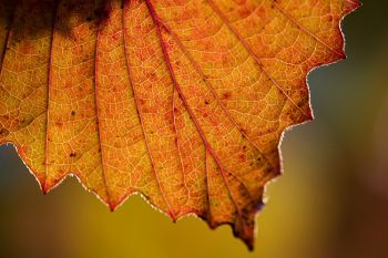 Autumn leaf detail at the Japanese Gardens of Terrace Park in Sioux Falls.