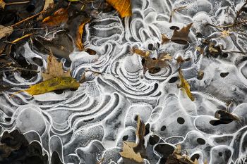 Ice art with fallen leaves at the Outdoor Campus of Sioux Falls.
