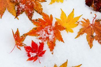 Fallen leaves on snow at Terrace Park, Sioux Falls.