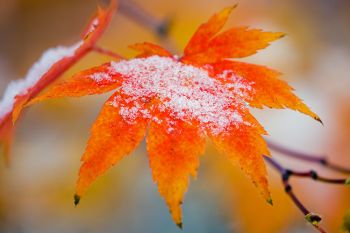 Fallen snow on a leaf at Terrace Park, Sioux Falls.