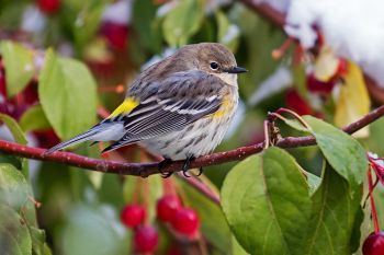 Yellow-rumped warbler at Terrace Park, Sioux Falls.