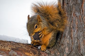 Squirrel with a snack at Terrace Park, Sioux Falls.