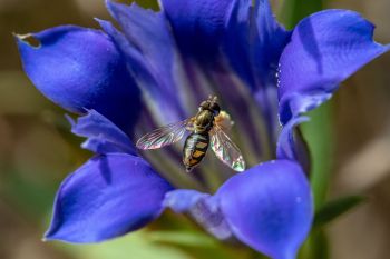 A flower fly on a downy gentian wildflower.