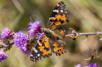 A painted lady butterfly.