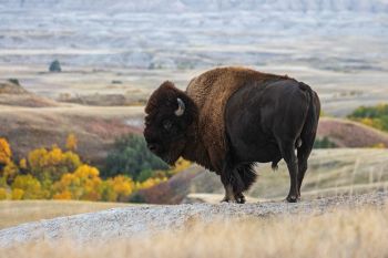 American bison overlooking Sage Creek Wilderness in Badlands National Park.