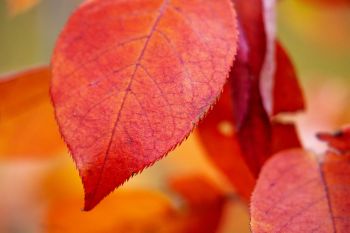 Red service berry leaves in autumn.