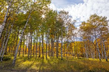 High country colors of the Northern Black Hills in late September.