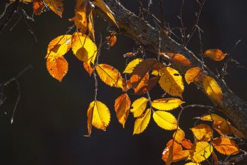 Backlit leaves at Palisades State Park.