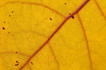 Autumn leaf detail.