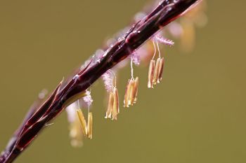 Tall grass blooms in late summer. These florets are from big bluestem.