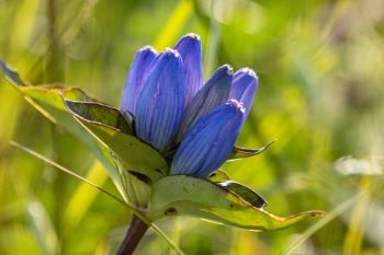 Bottle gentian wildflower.