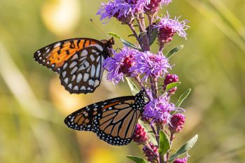 Tall grass butterfly royalty (regal fritillary and monarch) together on a blazing star.