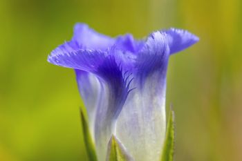 Delicate beauty of a lesser fringed gentian wildflower.