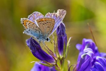 An Eastern-tailed blue butterfly on great blue lobelia blooms.