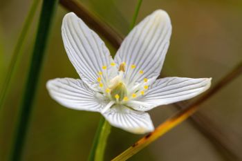 Grass of Parnassus wildflower.