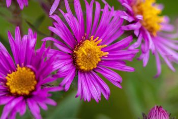 New England aster wildflower.