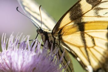 Eastern tiger swallowtail on a thistle bloom.