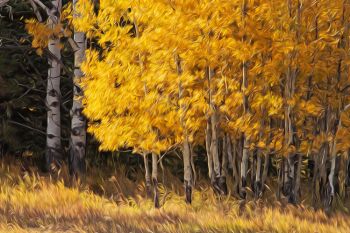 Aspen fire in Lawrence County.