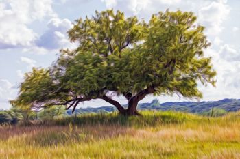 Midsummer grass with the Eminija Tree south of Brandon.