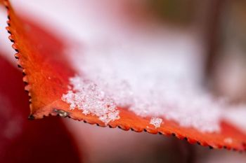 Macro photo of snow on a red leaf.