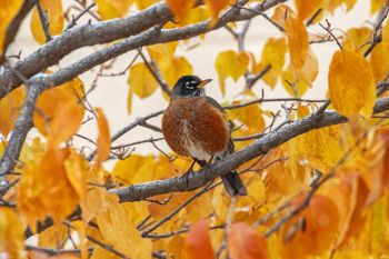 Robin waiting out the first snowfall in southeastern South Dakota.