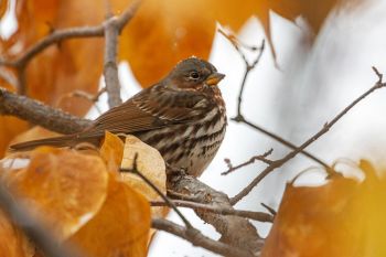 Fox sparrow with snowflakes.