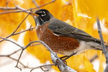 Robin with autumn leaves and snowflakes.