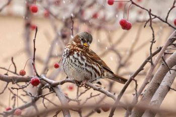 Fox sparrow with snowflakes.