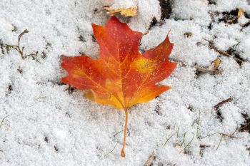 Maple leaf at Sherman Park in Sioux Falls.