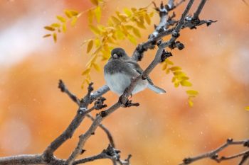 Dark-eyed junco at Sherman Park.