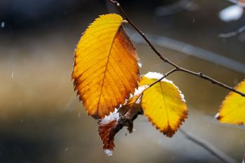 Seasons collide in lower Sherman Park.