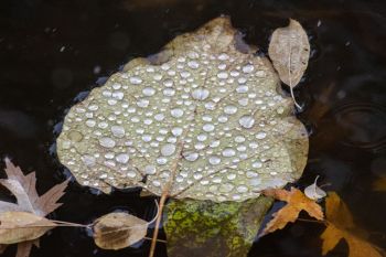 Leaf floating in lower Sherman Park.