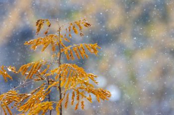 Seasons collide at Palisades State Park.