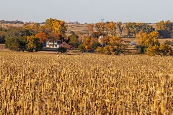 Cornfield accented by autumn hues in Yankton County.