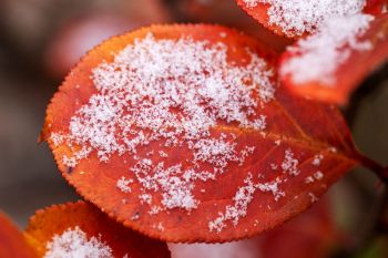 Snowflakes on an autumn leaf.