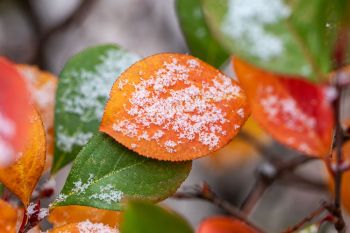 Snowflakes on autumn leaves.